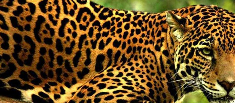 El jaguar, símbolo de poder, incensario de jaguar, 154 KB, jaguar, símbolo de poder