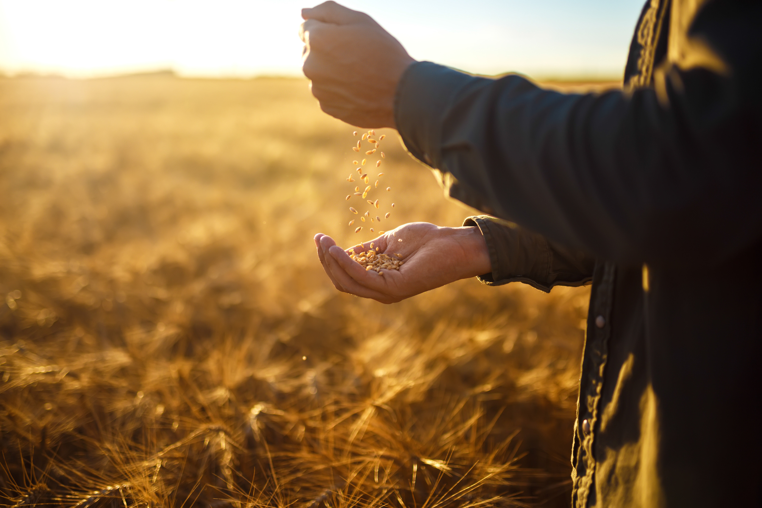 Personas unidas trabajando por alimentos seguros y un futuro mejor, lema del Día Mundial de la Alimentación 2025