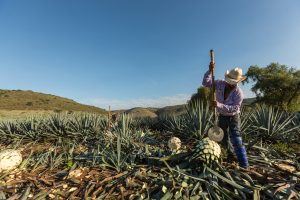 Campos de agave azul en Jalisco, origen del tequila mexicano