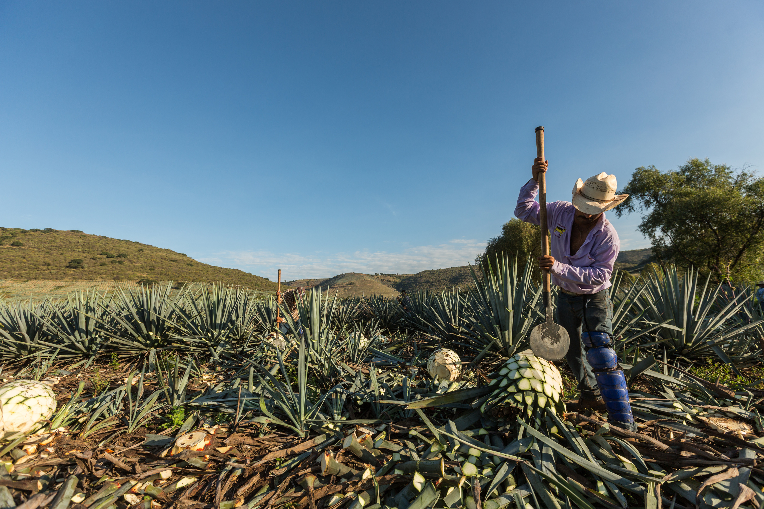 Campos de agave azul en Jalisco, origen del tequila mexicano