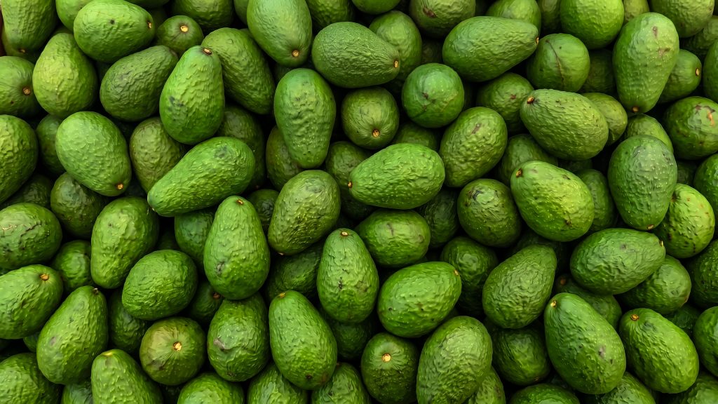 Aguacates, el oro verde