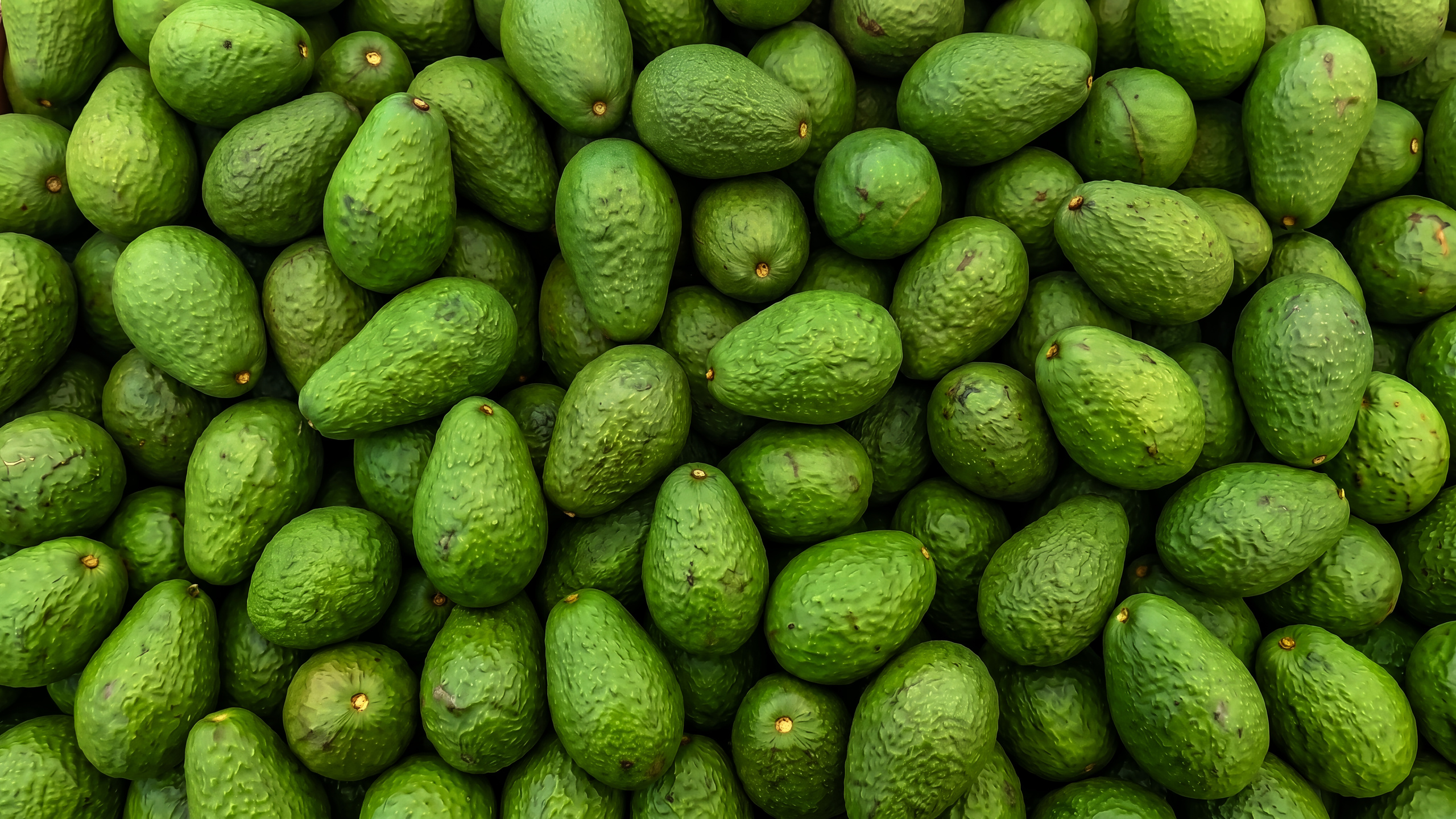 Aguacates, el oro verde