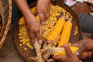 Maíz en el Día Internacional de los Pueblos Indígenas
