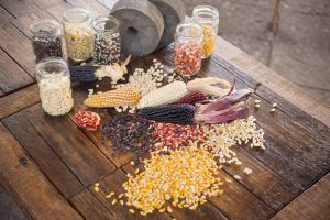 Maíz nativo mexicano de distintos colores, patrimonio biocultural de México