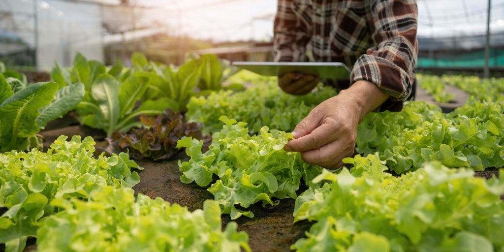 Agricultor combinando técnicas tradicionales y tecnología en el campo, símbolo de innovación en los sistemas alimentarios