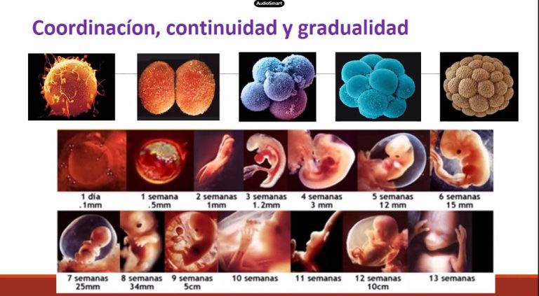 Reflexiones a favor de la vida